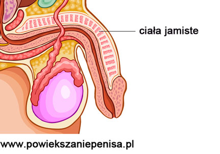 anatomia pracia