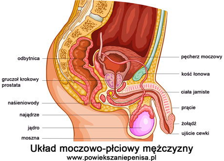 anatomia penisa